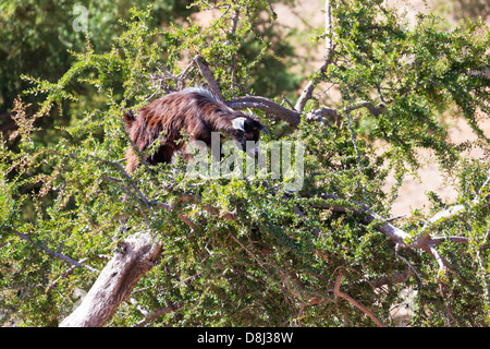 A goat eating leaves on a argan tree. Stock Photo