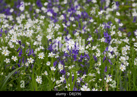 Lesser Stichwort flowers and Bluebells in a wood Stock Photo