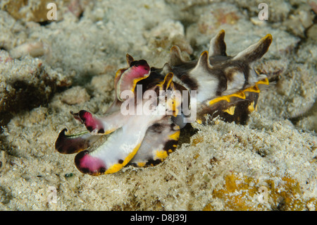 Flamboyant cuttlefish, Metasepia pfefferi, at Ken's Reef, Kapalai, Sabah, Malaysia.