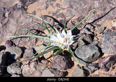 desert lily sahara morocco alamy flower stony