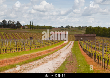 Vineyards in the Monbazillac area of France. Stock Photo