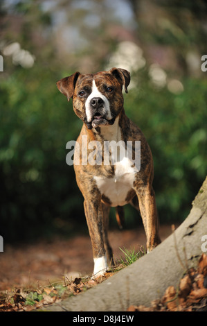 standing mongrel Stock Photo