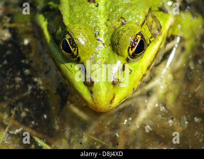 Frog - Macro Stock Photo