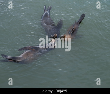 Sea lions at rest off the coast of Santa Cruz, California Stock Photo