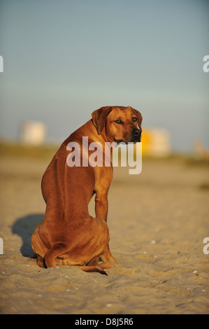 Sitting African Rhodesian Ridgeback sitting Rhodesian Ridgebacks Stock Photo - Alamy