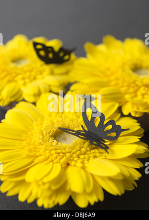 Black butterflies on gerberas Stock Photo
