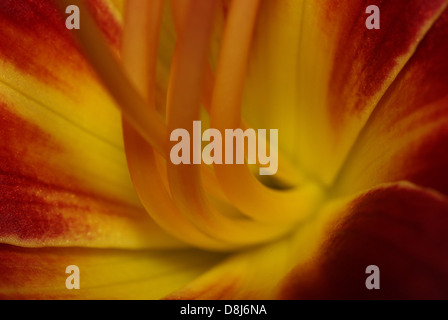 A Daylily Flower Base Stock Photo