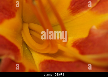 A Daylily Flower Base Stock Photo