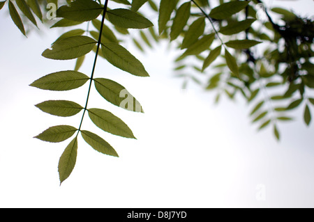 Ash tree leaves, Fraxinus excelsior Stock Photo