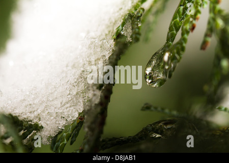 Thuja branches in drops of dew close up Stock Photo