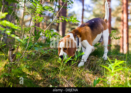 The beagle in wood searches for game Stock Photo