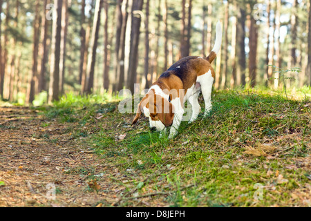 The beagle in wood searches for game Stock Photo