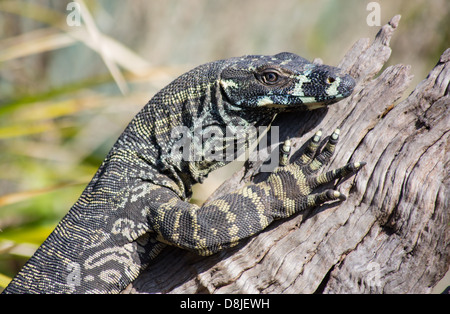 Lace Monitor (Varanus varius) on a log, Australia Stock Photo