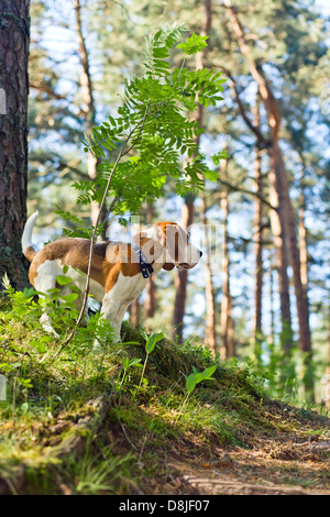 The beagle in wood searches for game Stock Photo