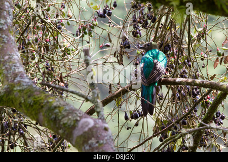 Resplendent Quetzal, Pharomachrus mocinno, San Gerardo de Dota, Parque Nacional Los Quetzales, Costa Rica Stock Photo