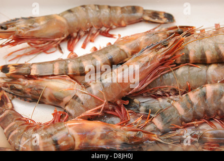 GIANT TIGER PRAWN (Penaeus monodon) on a BBQ Stock Photo - Alamy