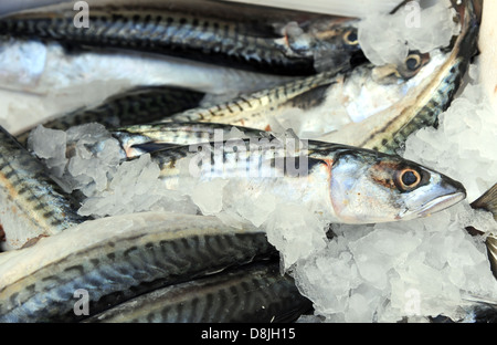 Mackerel on a fishmongers stall Stock Photo