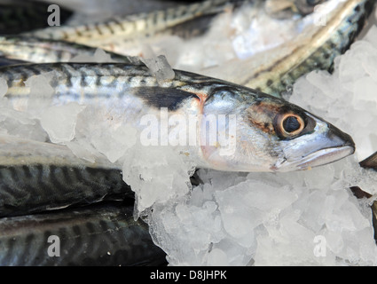 Mackerel on ice on a fishmongers stall Stock Photo