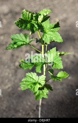 The branches of a bush without clusters of currants fruit Stock Photo