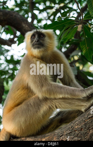 Black faced monkey, grey langur sitting on a tree in Rishikesh, India