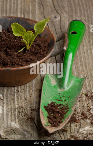 Young seedling growing in a soil and green garden spade on wooden background Stock Photo