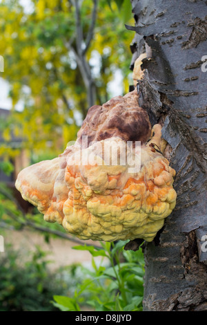 Laetiporus sulphureus. Sulfur fungus / Chicken of the Woods fungus on a cherry tree trunk. UK Stock Photo
