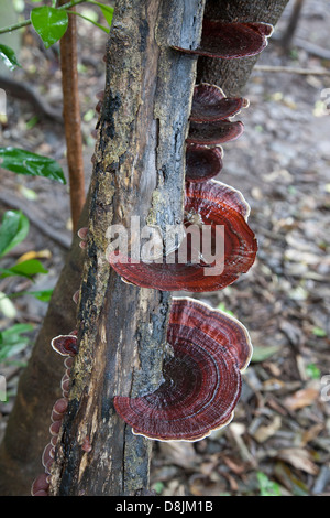 Mushroom growing on tree trunks, Rincon de la Vieja National Park, Costa Rica Stock Photo