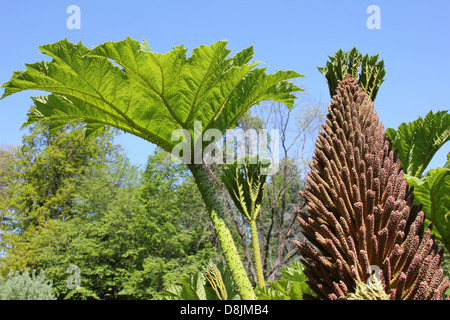 Giant Rhubarb Gunnera manicata Stock Photo