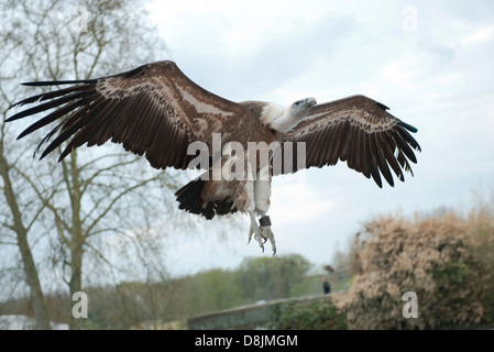 Griffon vulture (Gyps fulvus) Stock Photo