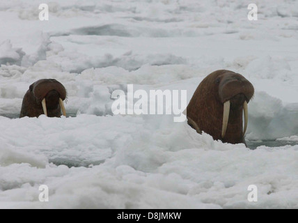 Pacific walrus surfacing through ice on the Alaska coast. Stock Photo