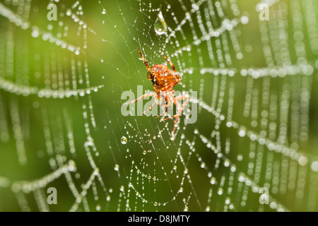 A spider on a wet web Stock Photo