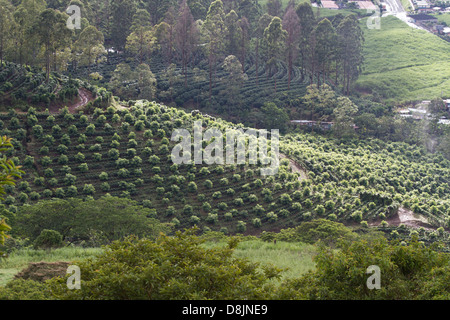 Coffee Plantations, Valle Central, Highlands, Costa Rica Stock Photo