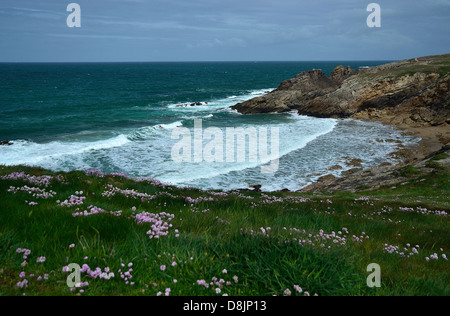 Port Guibello, grass and flowers, Côte Sauvage (The Wild coast),Quiberon peninsula (St Pierre Quiberon, Brittany, France). Stock Photo