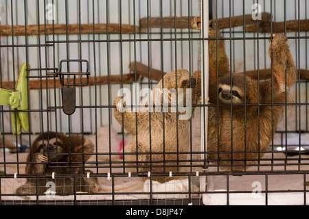 Sloth Sanctuary, about 11km north of Cahuita, Costa Rica Stock Photo