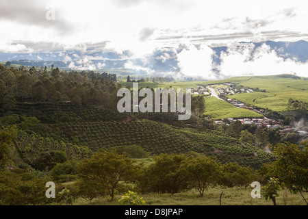 Coffee Plantations, Valle Central, Highlands, Costa Rica Stock Photo