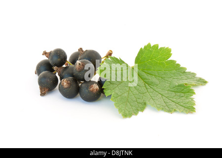 Black currant isolated on white background Stock Photo