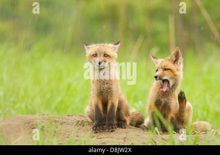 Red fox cubs (Vulpes vulpes) in the rainy day. Stock Photo