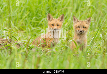 Red fox cubs (Vulpes vulpes) in the rainy day. Stock Photo