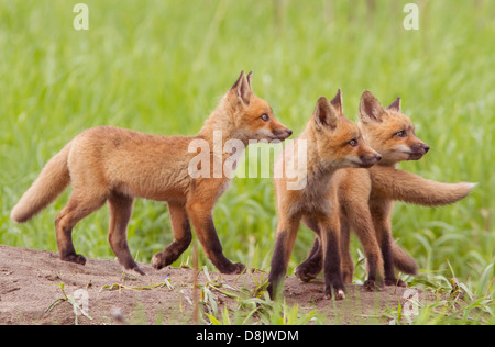 Three Red fox cubs (Vulpes vulpes) looking for ducks. Stock Photo