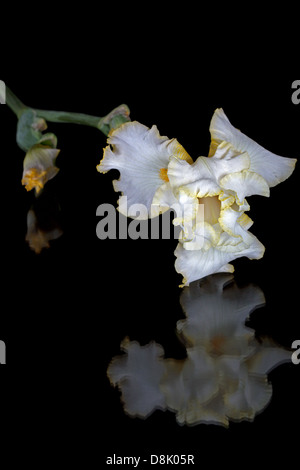 Flower of iris, lat. Iris, isolated on black backgrounds Stock Photo
