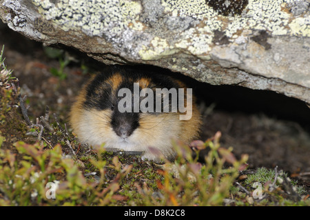 Real lemmings hi-res stock photography and images - Alamy