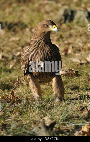 Eastern Imperial Eagle Stock Photo