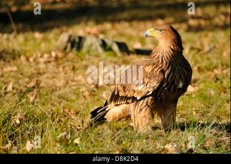 Eastern Imperial Eagle Stock Photo