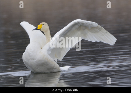 Whooper Swan Stock Photo