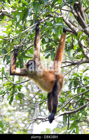 Central American Spider Monkey, Ateles geoffroyi, Costa Rica Stock Photo