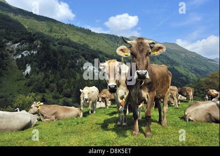 Brown cattle Stock Photo