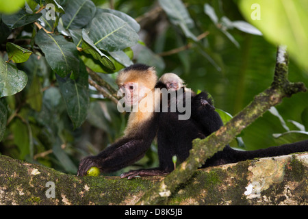 White-faced Capuchin Monkey, Cebus capucinus, Corcovado National Park, Costa Rica Stock Photo