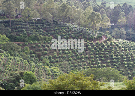 Coffee Plantations, Valle Central, Highlands, Costa Rica Stock Photo