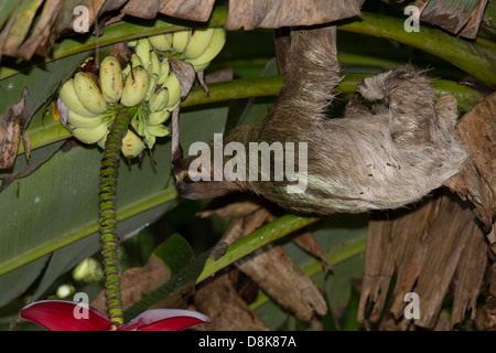 Feeding brown-throated three-toed sloth (Bradypus variegatus), Cahuita National Park, Costa Rica Stock Photo