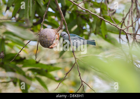 Blue-grey Tanager, Thraupis episcopus, Tortuguero National Park, Costa Rica Stock Photo